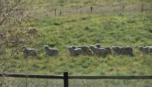 We Have Sheep!