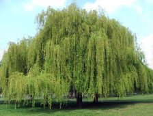 Magic Willow Tree