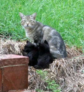 Sunday Musings ~ The Pleasure of Manifesting