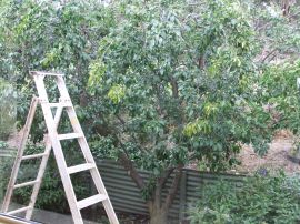 Sunday Musings - Making Plum Jam