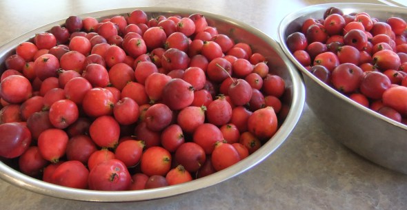 crab apples - cropped