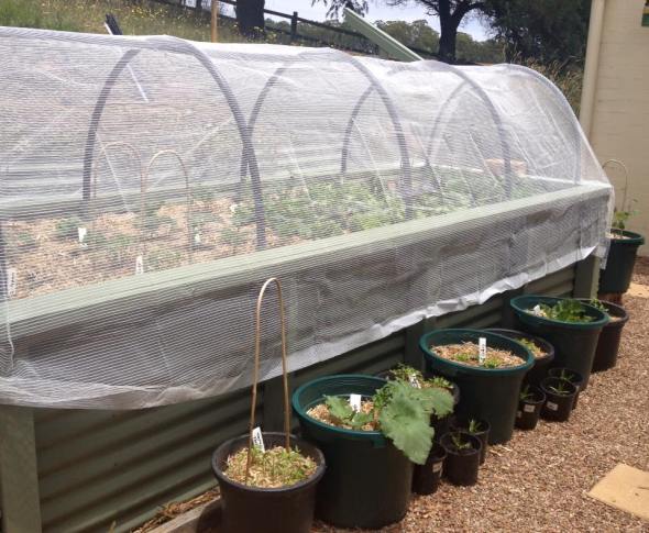 Veggie Garden - Sunday Musings